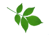 Lovely illustration of an elder leaf for use on elderflowercottage.co.uk