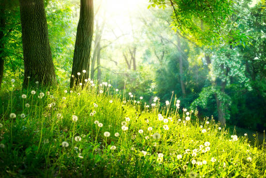 Elderflower Cottage is a great stepping stone to lots of leafy green